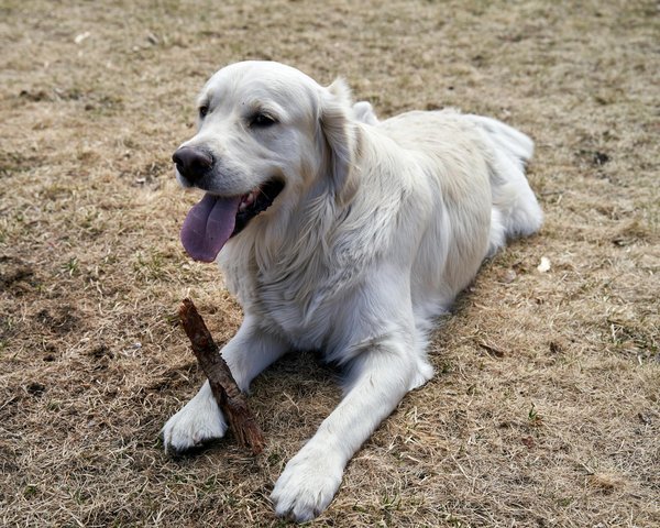 Top hygiene and care products for your pets