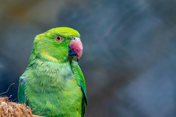 Comment choisir le meilleur vétérinaire pour la vaccination de votre chien