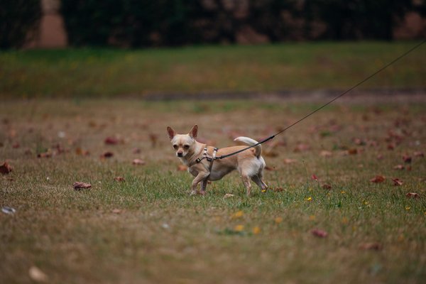 Comment réussir l'accueil de son chaton : astuces essentielles pour un départ serein
