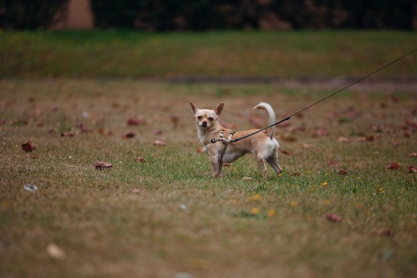 Comment préparer votre chien pour une compétition d'agility