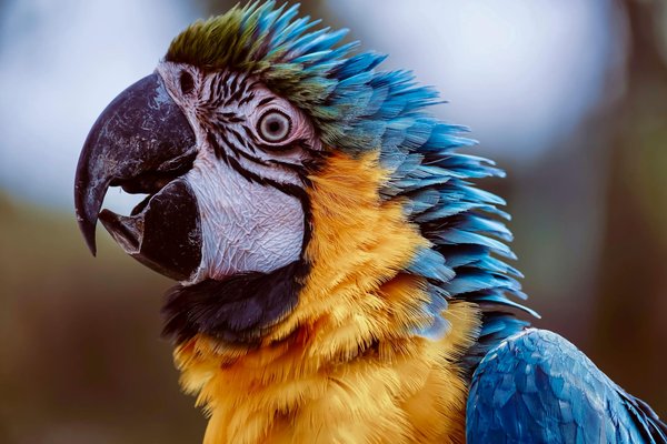 Les lasers sont-ils de bons jouets pour chats ?