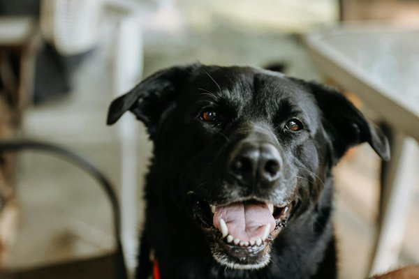 L'adaptation des animaux polaires face au changement climatique